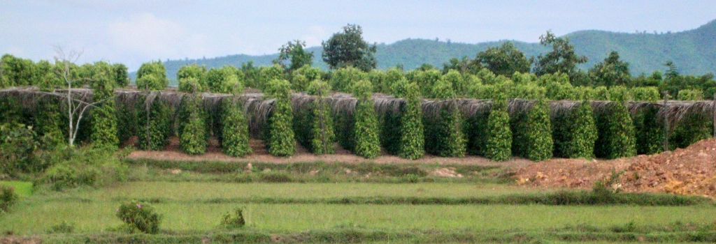 Image result for cambodia pepper farm